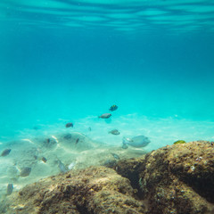 Fototapeta na wymiar Beautiful underwater sea, ocean landscape background