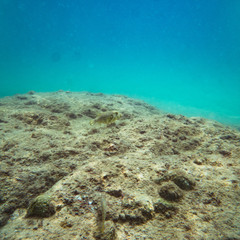 Fototapeta na wymiar Beautiful underwater sea, ocean landscape background