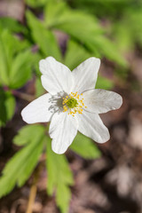 Anemone close up