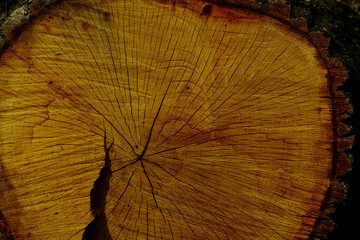 cut wood tree trunk stump in cross section
