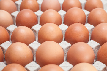 chicken  eggs in a paper plate close up