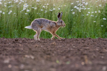 European Brown Hare (Lepus europaeus) in ploughed field