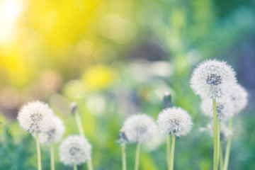 Dandelions in a field with a beautiful background and sunlight. Selective focus.
