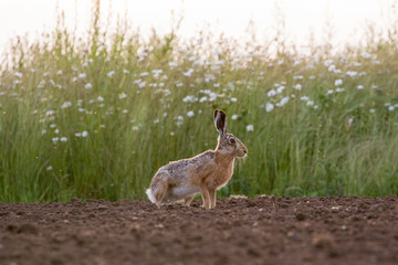 European Brown Hare (Lepus europaeus) in ploughed field