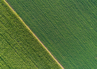 Top view of green diagonal rows of crops in field