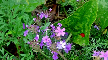 nature by the roadside