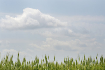 ears of wheat close-up of blooming green wheat field on blue sky