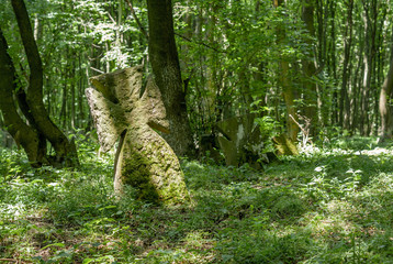 Forgotten old abandoned cemetery in the woods. Broken grave monuments