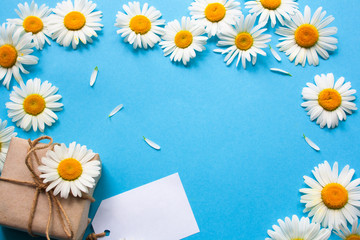 Chamomile and a gift on a blue background top view