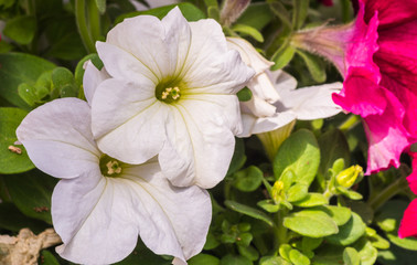  Beautiful  flower on a brunch,in the garden, close up, horizontal, day light, selective focus.