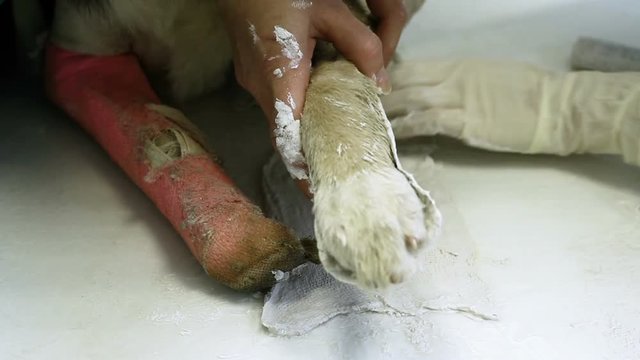 Female veterinarian putting a plaster bandage on injured paw of a german shepherd puppy. HD