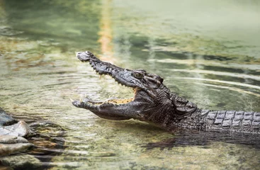 Crédence de cuisine en verre imprimé Crocodile Crocodile in the water