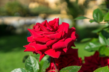  Beautiful red rose flower on a brunch,in the garden, close up, horizontal, day light, selective focus.