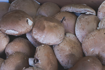 Royal champignons. brown mushroom for sale on market. Agriculture background. Top view. Close-up