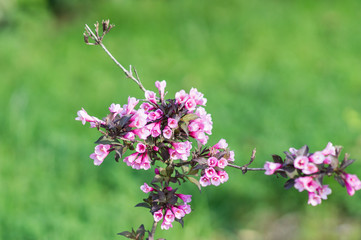  Beautiful  flower on a brunch,in the garden, close up, horizontal, day light, selective focus.
