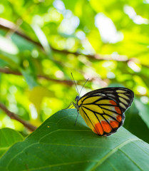 Butterfly perched on a leaf