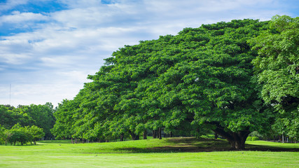 Fototapeta na wymiar big tree in the public park 