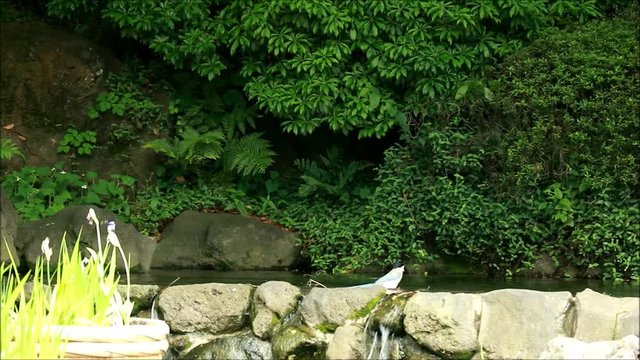 オナガの水浴び