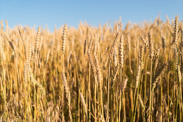 Ears of wheat growing on the field