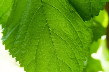 leaf