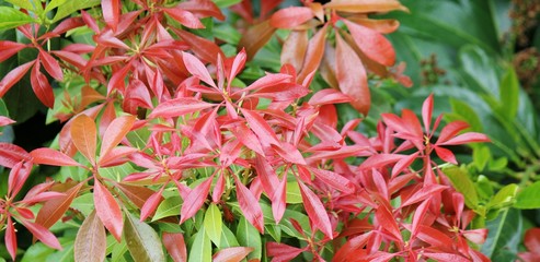 Beautiful, red leaf bush; Pieris japonica, Forest Flame