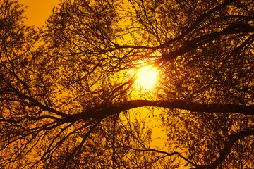 Dark silhouettes of branches of trees against a background of a bright orange sky and the sun through branches. Natural natural appearance.
