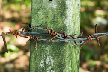 barbed wire
