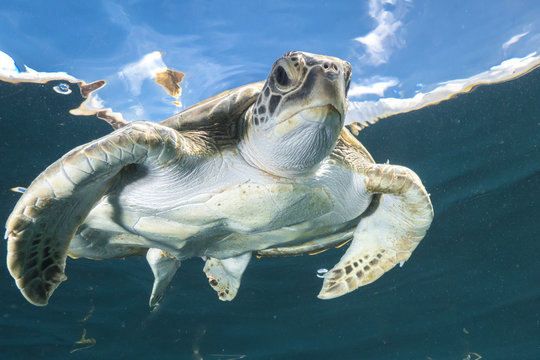 Flying sea turtle