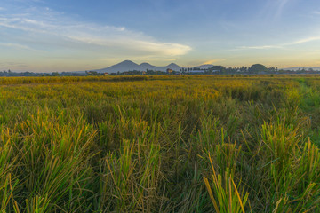 Nature view of paddy field with sunrise background. Nature composition and noise effects.
