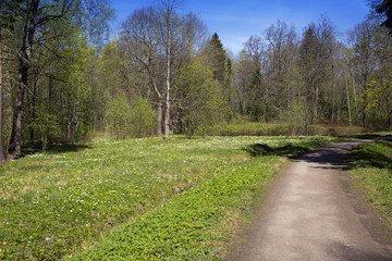 Obraz premium the road in the spring wood and the blossoming snowdrops