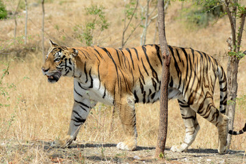 Fototapeta na wymiar The Bengal tiger (Panthera tigris tigris) 