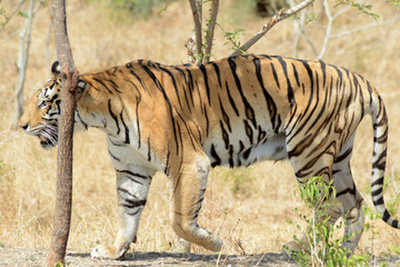  The Bengal tiger (Panthera tigris tigris) 