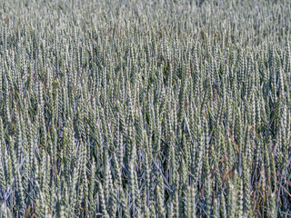Weizenfeld