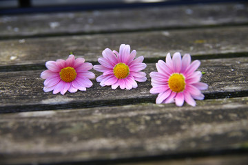 Blüten Blätter Herz
