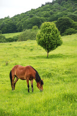 A brown-red horse grazes on a green field against a beautiful tree