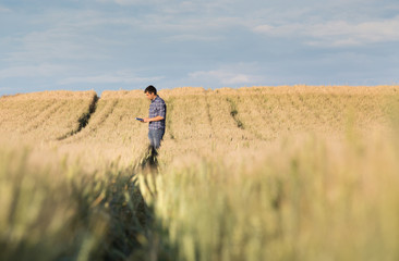 Naklejka na ściany i meble Farmer with tablet in field at sunset
