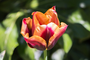 Tulpe