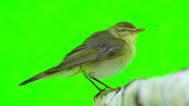 Willow Warbler (Phylloscopus trochilus) isolated on a green background