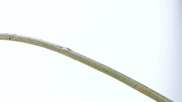 Willow Warbler (Phylloscopus trochilus) isolated on a white background