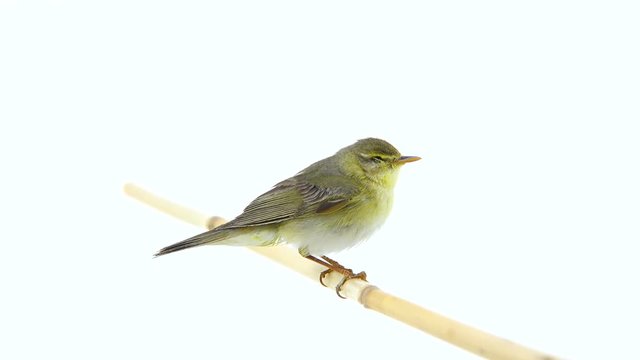 Willow Warbler (Phylloscopus trochilus) isolated on a white background