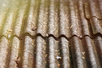 Dry leaves on the roof tiles of the house.