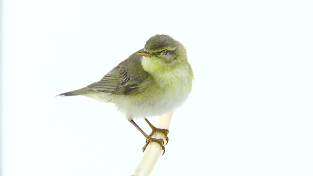 Willow Warbler (Phylloscopus trochilus) isolated on a white background