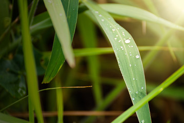 Obraz premium Water drops on fresh green leaf grass blur background.