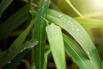 Fototapeta premium Water drops on fresh green leaf grass blur background.