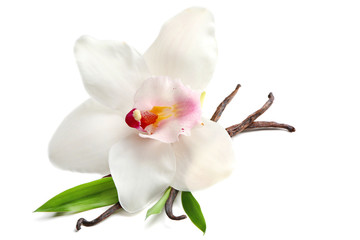 Dried vanilla sticks and flower on white background, closeup