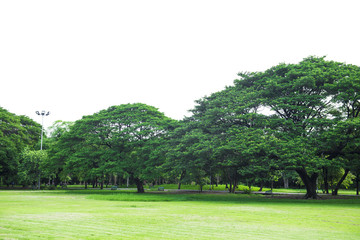 big tree in the public park with clipping path