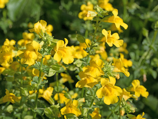Gauklerblume, Mimulus