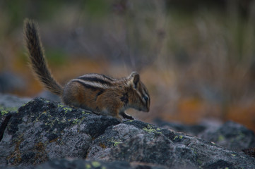 streifenhörnchen