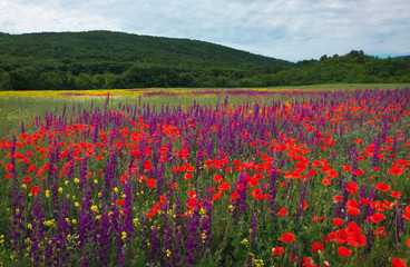 Spring flowers in field. Beautiful landscape. Composition of nature