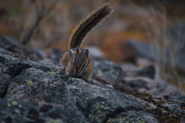 Obraz premium streifenhörnchen